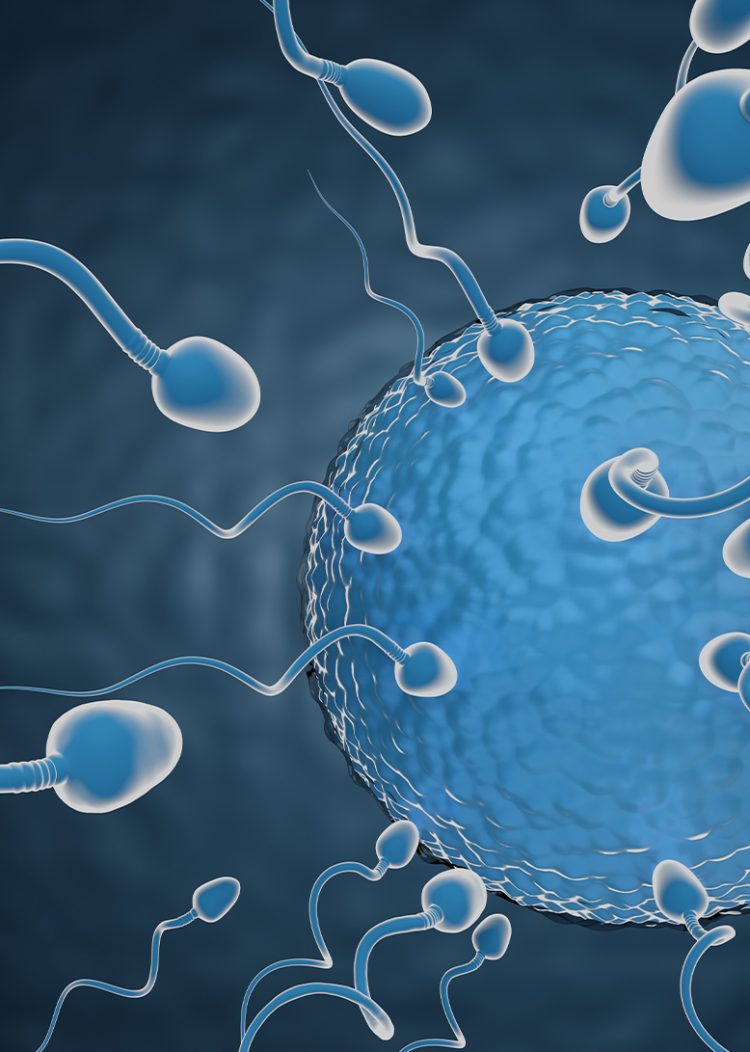 تبرع-بويضات (1) تبرع-بويضات (1)